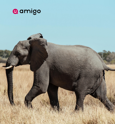 How much money do I need to travel to Botswana? - 2026 Guide