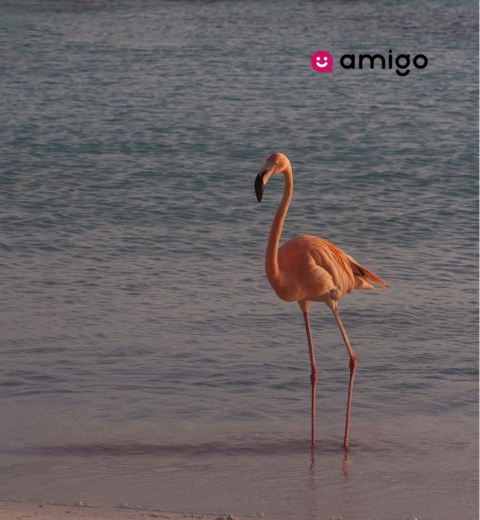 How much would it cost to go to Aruba? - 2026 Guide